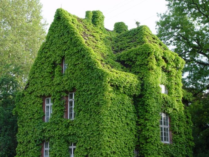 Maison recouverte de plantes grimpantes 